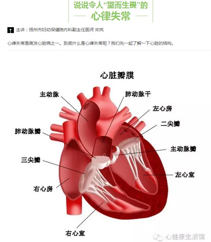 心脏由四个腔室组成(左右心房和左右心室),通过心脏收缩,舒张向外周