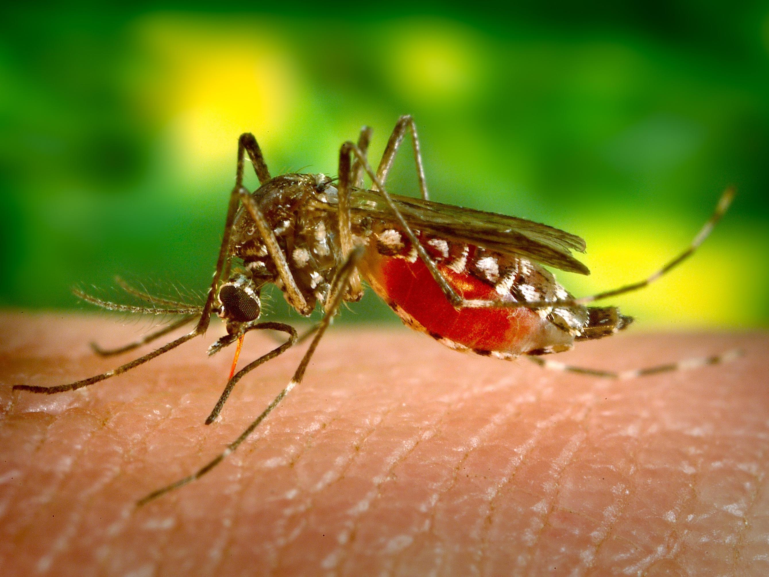 蚊子产卵之前为什么要尝“水的味道”？