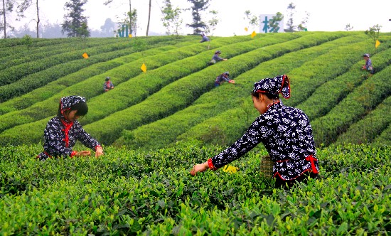 茶园婚纱摄影_茶园照片摄影图(2)