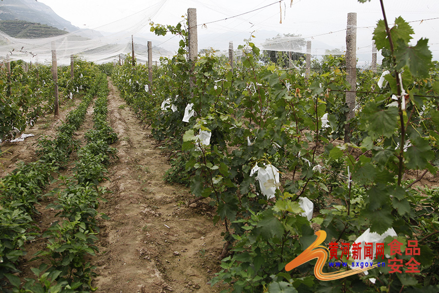 盛夏去红叶山庄采摘新鲜蔬果