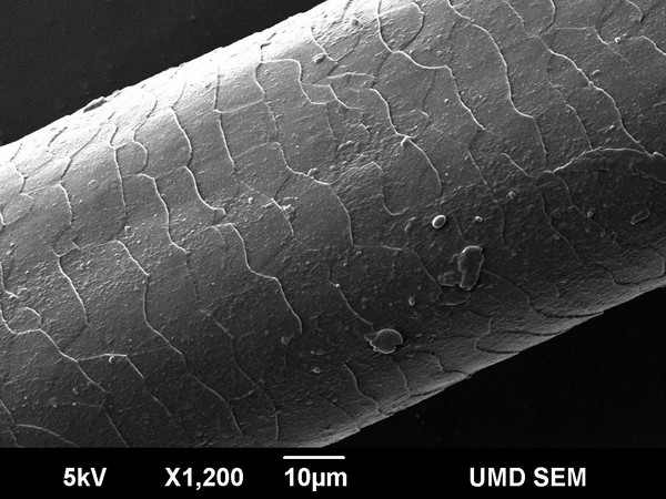 电子显微镜下的头发侧面,可见覆瓦状紧密排列的毛鳞片