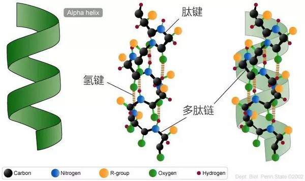 蛋白质二级结构