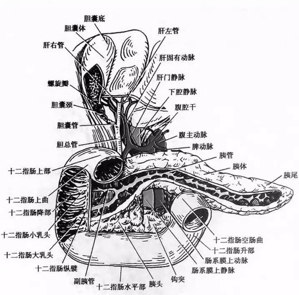 胆总管的长度主要取决于胆囊管和肝总管汇合处的部位,也与十二指肠