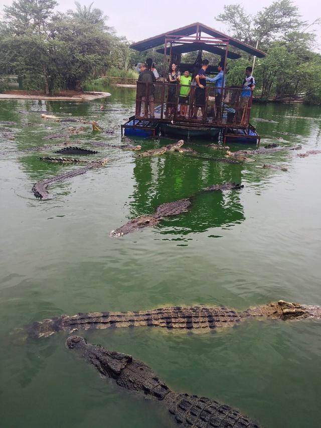 中国游客爱刺激!芭堤雅千只鳄鱼湖中玩喂食