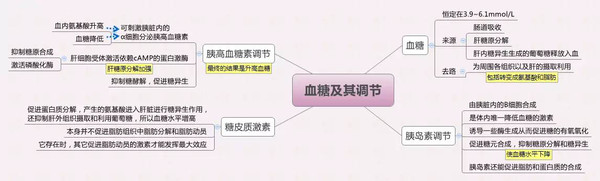 思维导图丨血糖及其调节