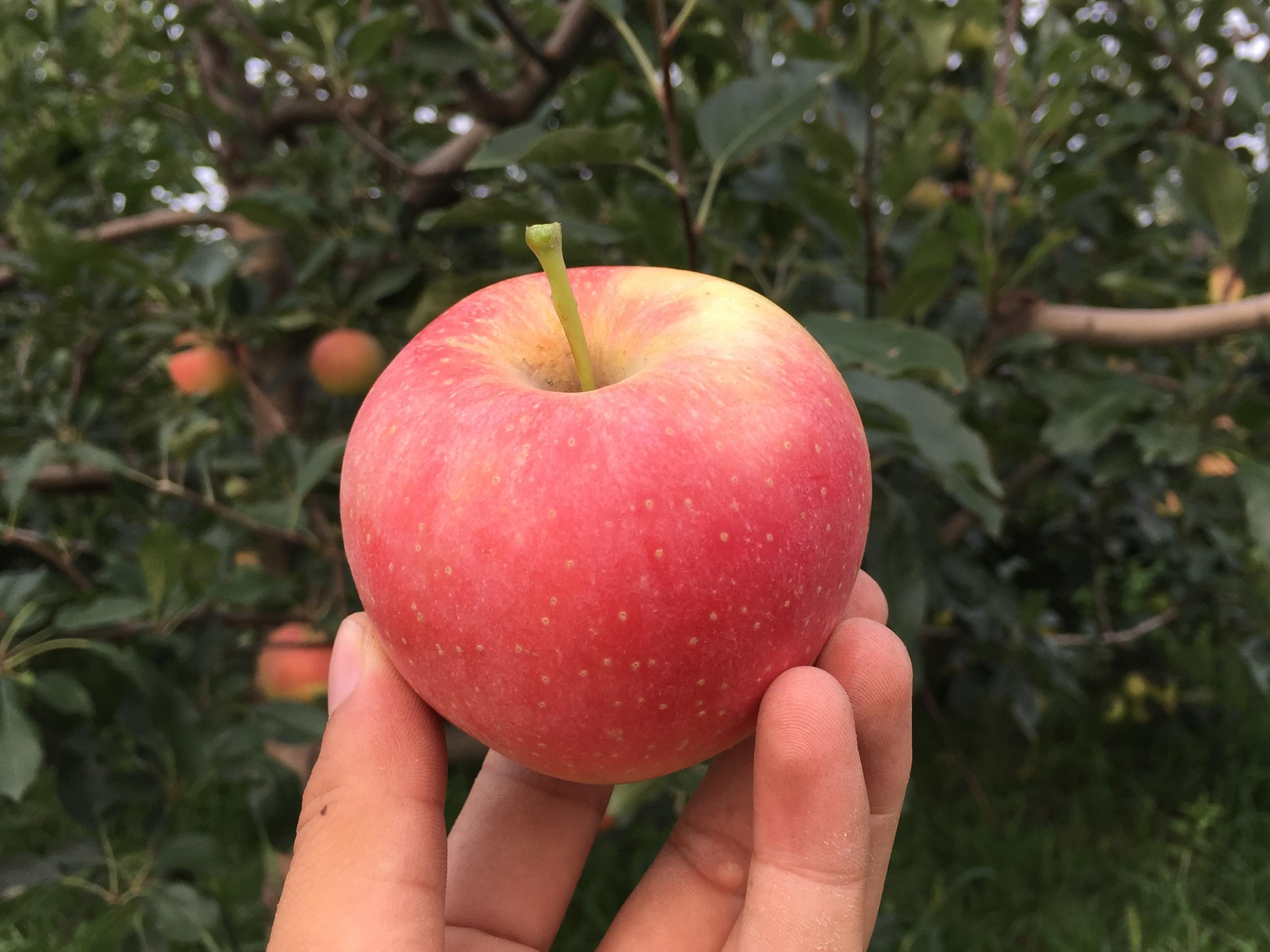 常见的23种苹果的品种产地及成熟时间一览-甘肃苹果网