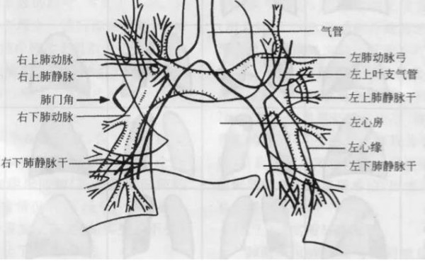 上肺静脉下后干构成右上肺门的外缘;右肺门下部 约占2/3,由右下肺动脉