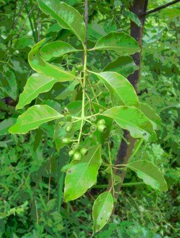 科普:檀香(植物)形态特征