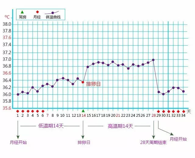 揭秘:受孕的最佳时间