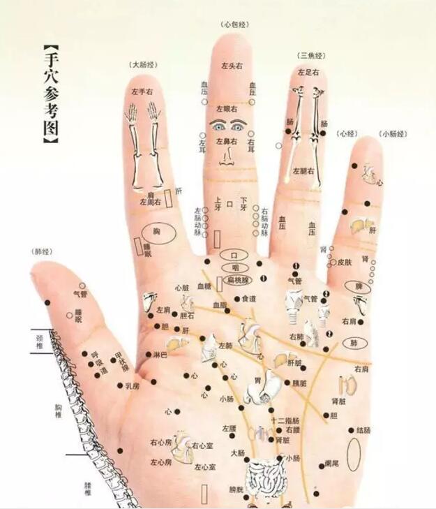 使脑发达 俗话说,"十指连心",指的就是10个手指(包括10个足趾)与全身