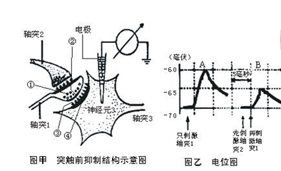 "渐冻人"拖垮一个家,运动神经元真的这么可怕?