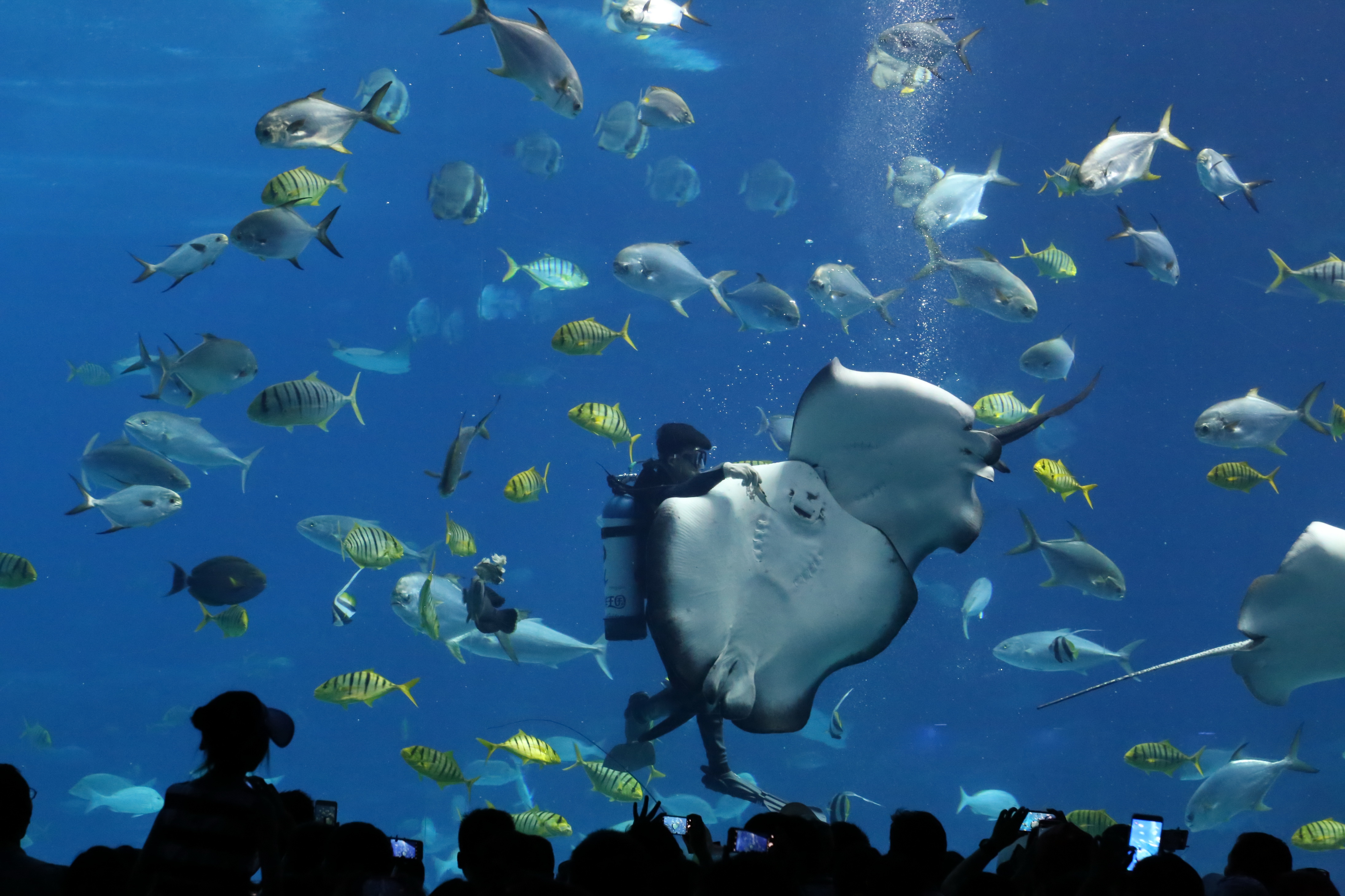 壁纸 海底 海底世界 海洋馆 水族馆 桌面 4378_2918