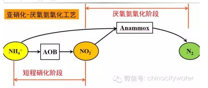 2,亚硝化—厌氧氨氧化d 污泥产率低(体系内没有亚硝酸盐转化硝酸盐的