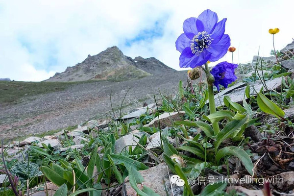 行李分享会10种绿绒蒿200种高山植物4座大山n个海子20个亡命徒027月