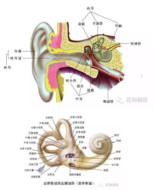 晕车贴原理是什么_晕车是什么造成的(2)