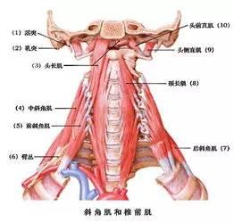 其在挥鞭伤时,颈长肌虽是最易损伤的肌肉,但也经常被忽视.