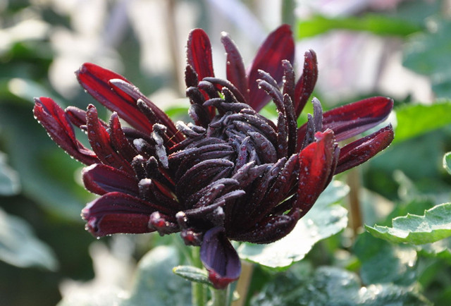世界上8种奇异的黑色花,你见过几种?