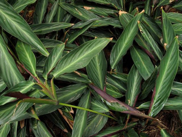 最毒植物的克星:红背竹竿草