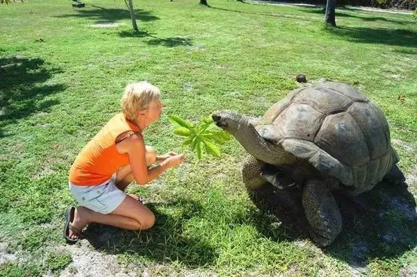 快来和大象龟说声:你好!塞舌尔暑期自由行推荐