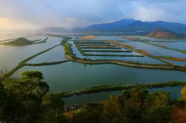 汕尾大湖鸟岛进入 "万鸟归巢"观鸟时节!大饱眼福