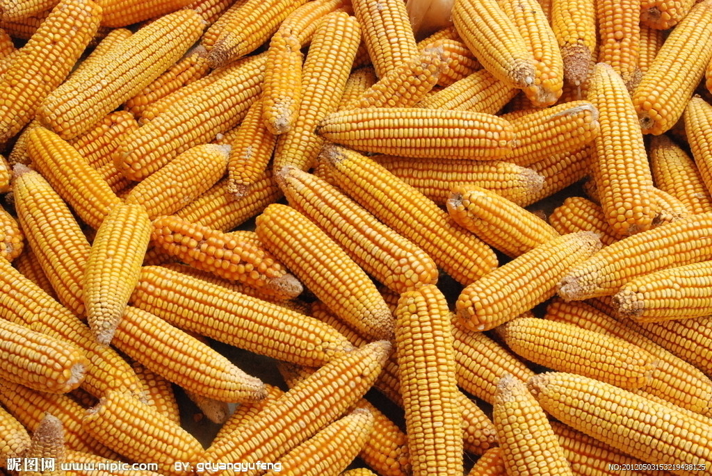 玉米 corn