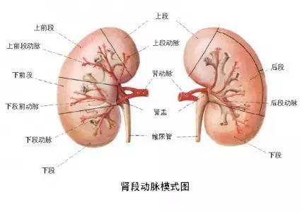 【医生说】专家总结人体器官衰老时间表,这些抗衰老