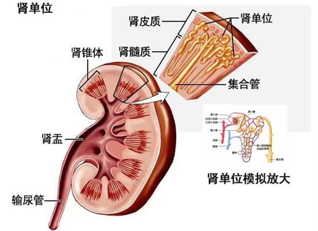 听听人体八大器官的"临终遗言"保养要趁早