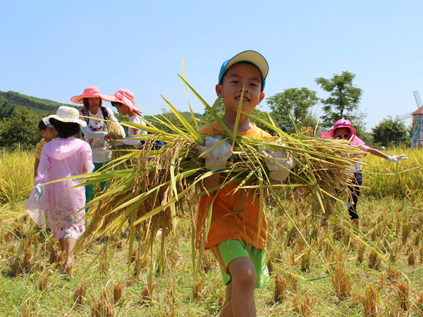 高明盈香稻田文化节开幕 小农夫体验收割水稻