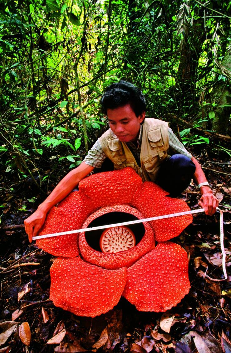 世界上最大的花卉"莱佛士花,也称大王花,直径约1米长,也生长在神山