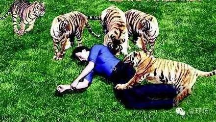 2015年8月12日13时55分,秦皇岛野生动物园发生一起老虎伤人事件.