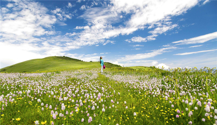 金川云顶花海景区 韩兴鸿 摄21日,推土机和铲车上山作业,以便让以往