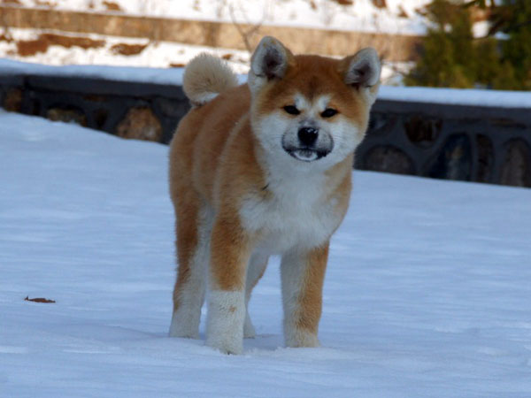 萌宠图片第31期:秋田犬