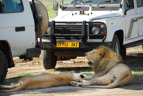 东非的野生动物园没有老虎袭人,却有狮豹堵车
