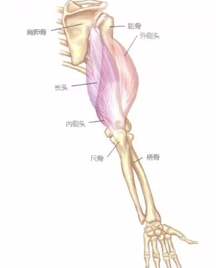 健身基础精讲--手臂肌群认识 - 微信公众平台精