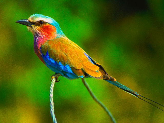 8,紫胸佛法僧是博茨瓦纳的国鸟.