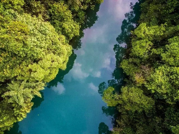 深圳藏着一个神秘亚马逊雨林,清凉醉氧只有20