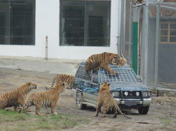 近日,在北京八达岭野生动物园内发生一起老虎咬人的事件.
