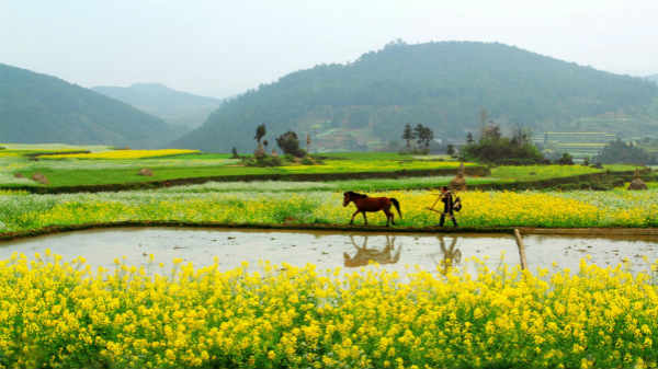 乡村绿地系统旅游规划设计--要点!