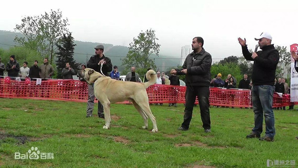 土耳其国犬-坎高犬