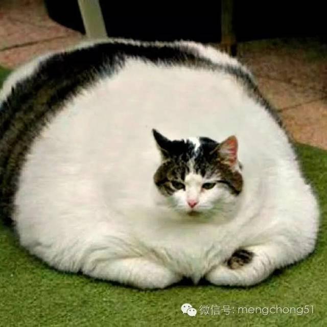 世界上最胖的猫咪长啥样?