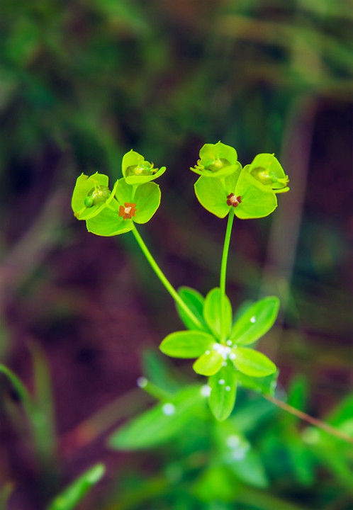 回来路上看到个可爱都青蛙草据说叫【猫眼草】.有毒~~呃.