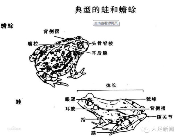 青蛙:体形狭长,皮肤较光滑,头呈锐角三角形,而且后肢的脚趾很长,趾间