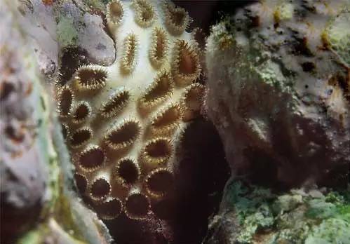 砂岩海葵毒素分子式 然而小龙虾是淡水的好么?