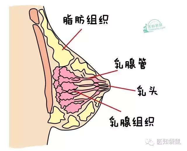 想要母乳喂养更顺利?孕期乳房护理跟我做起来