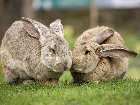 兔子的球虫药哪里买有 兔子得了球虫病怎么办