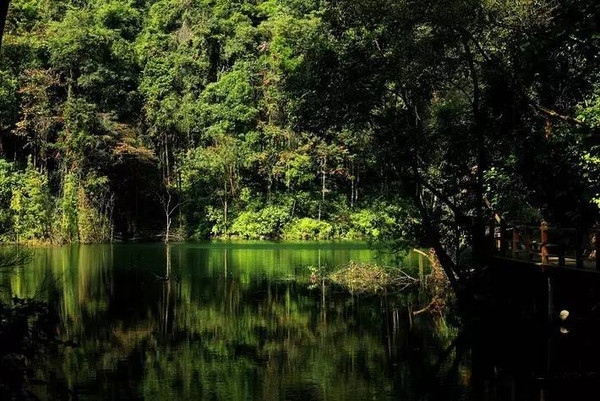 深圳藏着一个神秘亚马逊雨林,清凉醉氧只有20