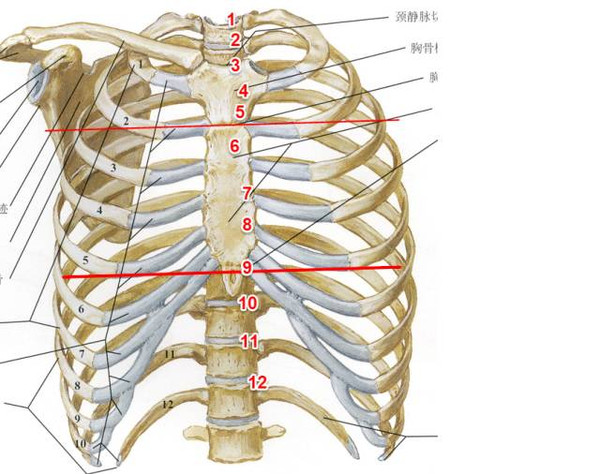 图1 后前位的解剖图 这张图是后前位的解剖图,从这张图可以看出,胸骨