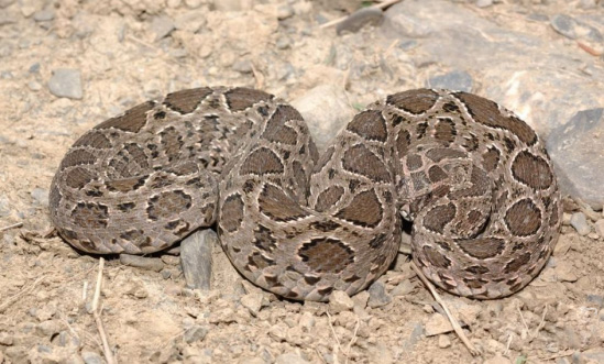 第九名:圆斑蝰 vipera russellii