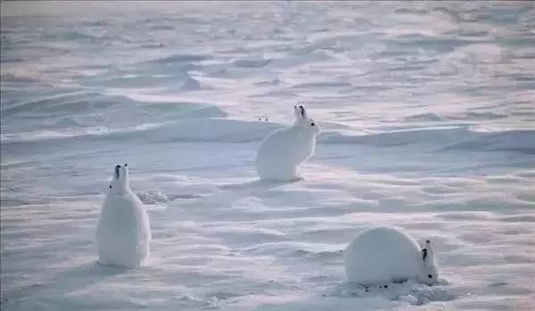 隐藏在极地的伪装者北极兔