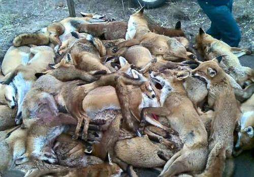 后来就是组织一些农民和专业捕杀动物的团队大量的残杀狐狸,基本把